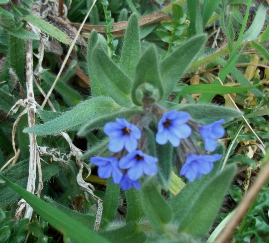 Boraginacea - Alkanna tinctoria